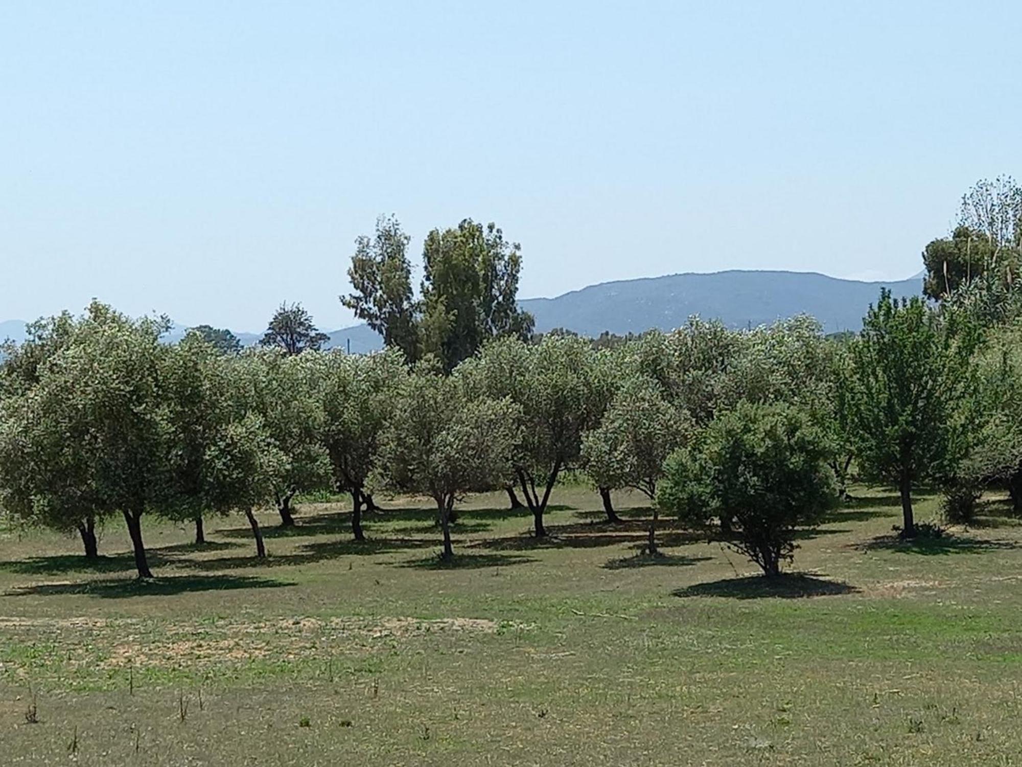 Basecamp Ogliastra - Flat Green Santa Maria Navarrese Exterior foto